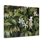 Stretched Matte Canvas - Flower of Gelsomino