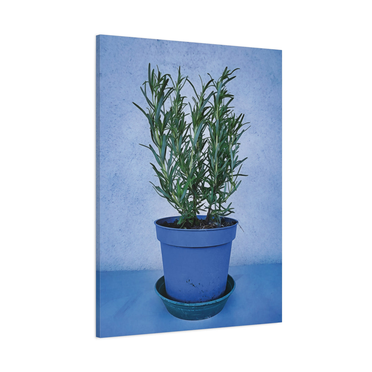 Stretched Matte Canvas - Rosemary Plant