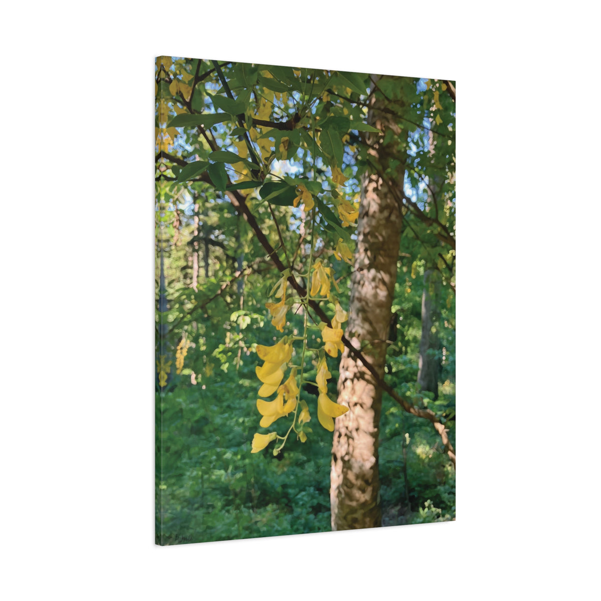 Stretched Matte Canvas - Tree of Laburnum Anagyroides