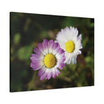 Stretched Matte Canvas - Flower of Daisies