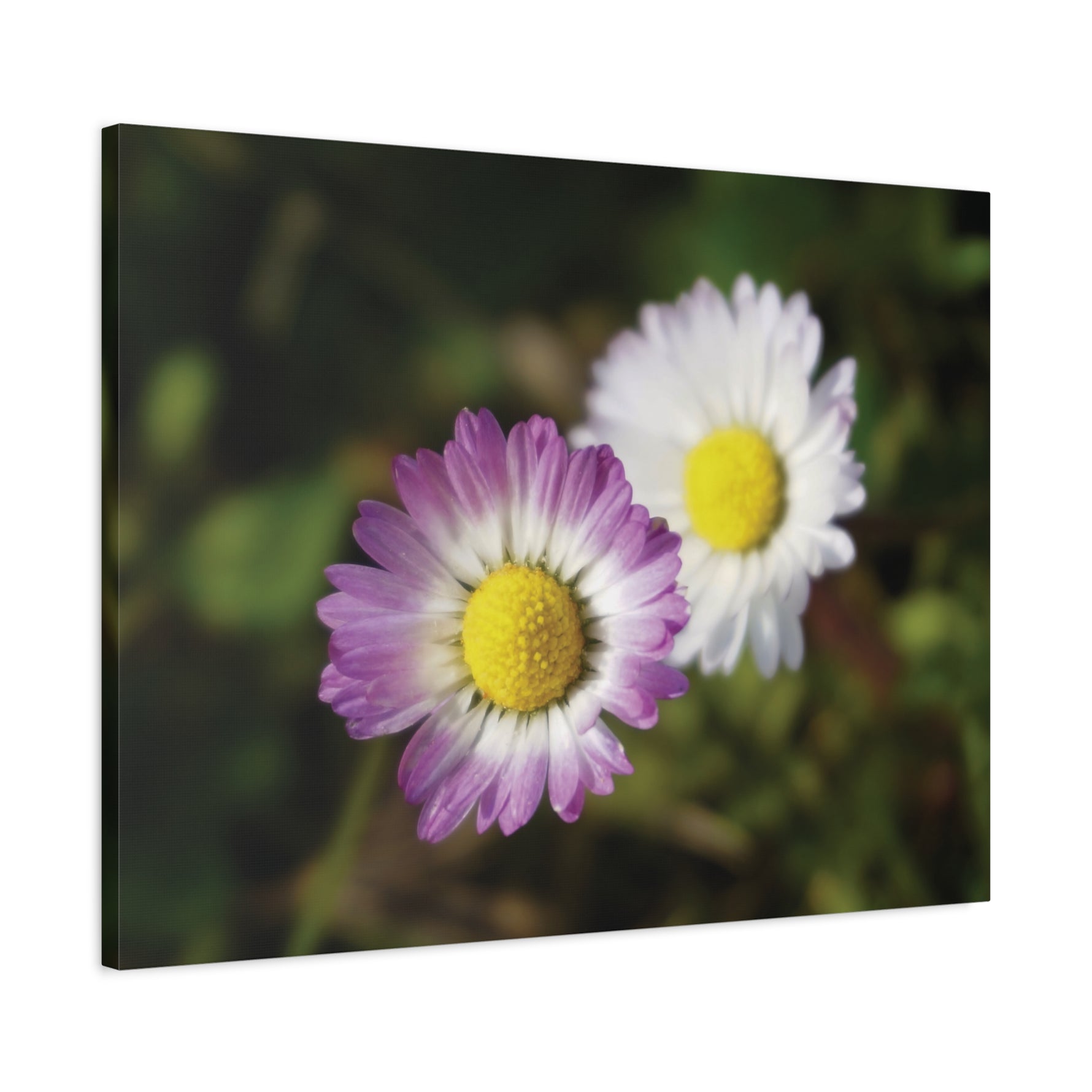 Stretched Matte Canvas - Flower of Daisies