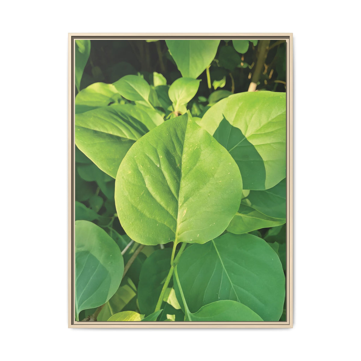 Syringa Vulgaris Leaves | Framed Canvas