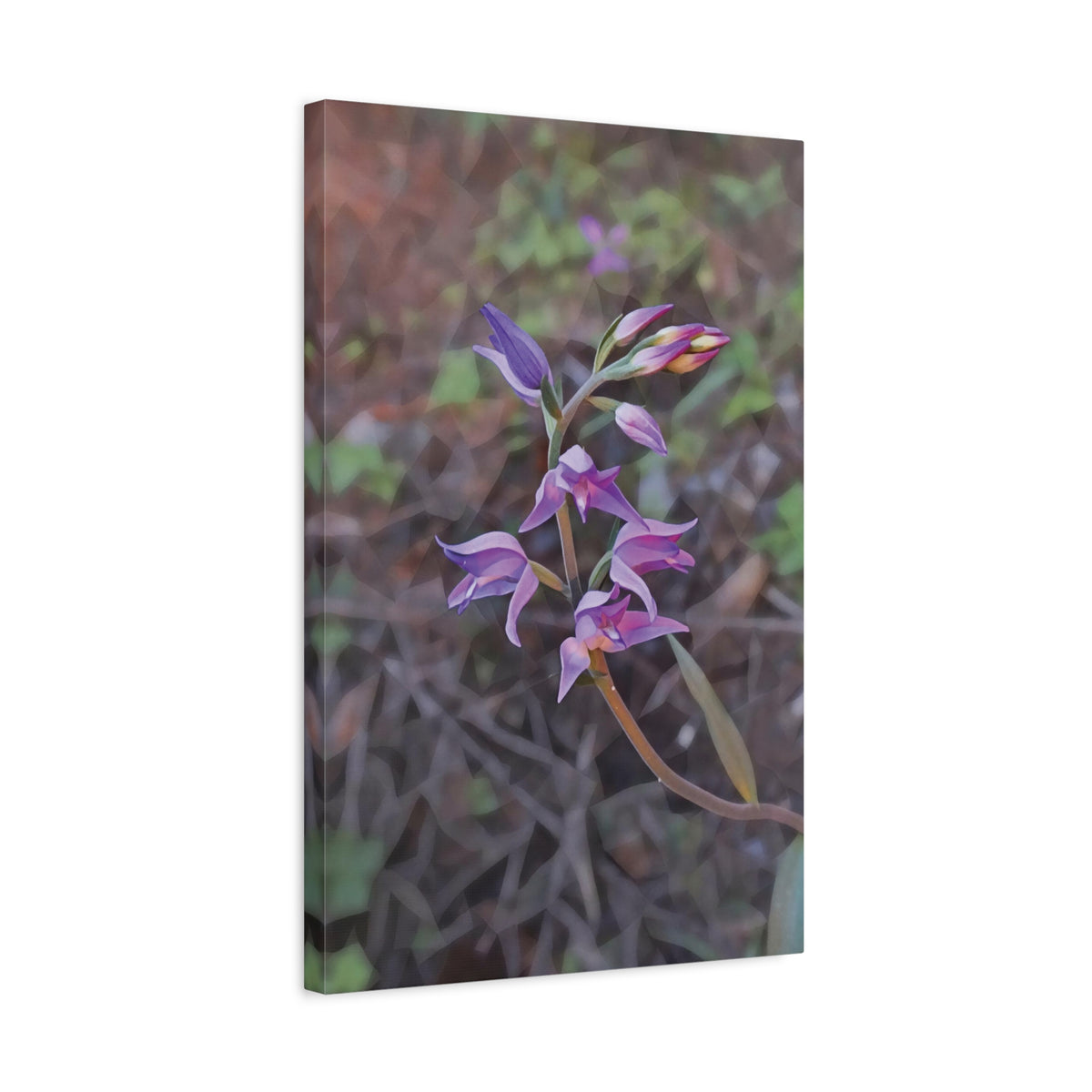 Stretched Matte Canvas - Poly Art - Flower of Cephalanthera Rubra
