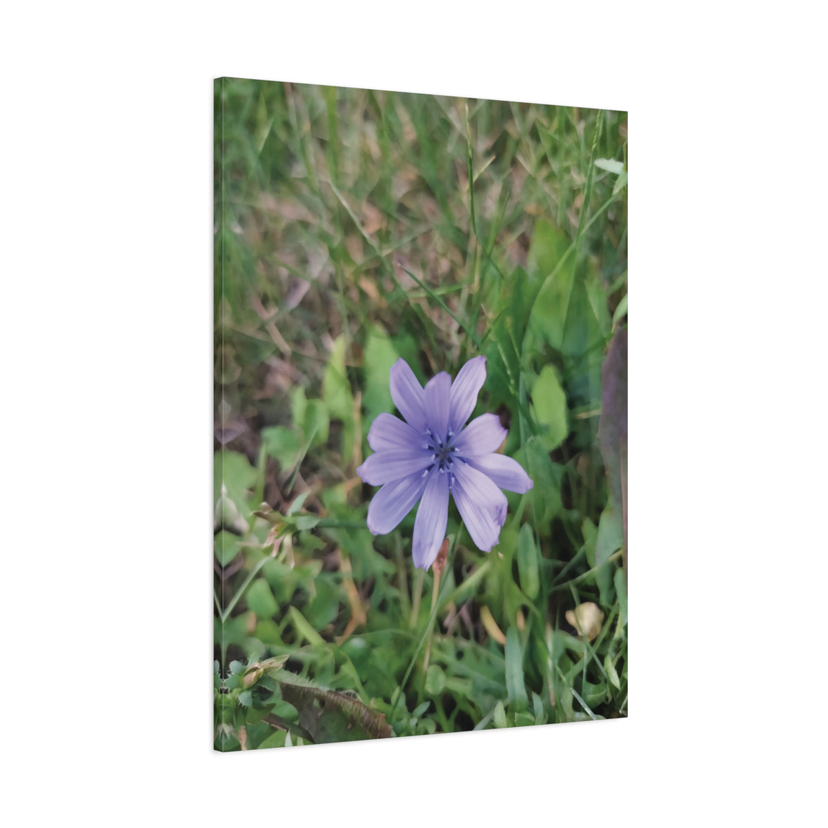 Stretched Matte Canvas - Flower of Cicoria
