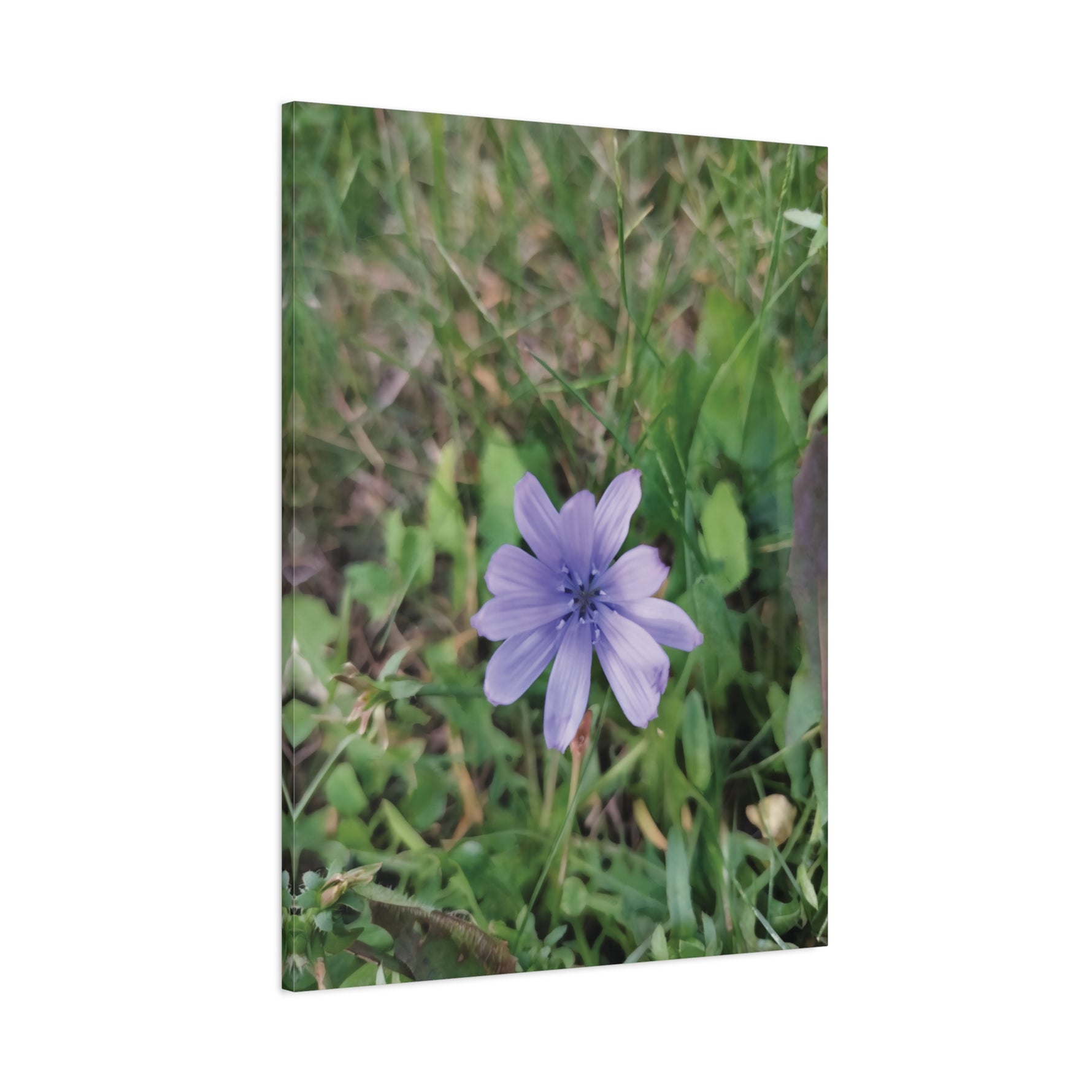 Stretched Matte Canvas - Flower of Cicoria
