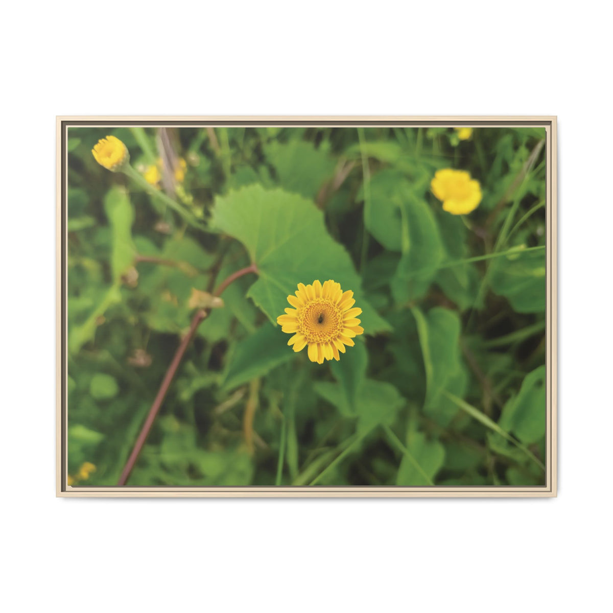 Crisantemo Campestre | Framed Canvas