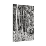Stretched Matte Canvas - Bamboo (B&W variant)