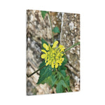 Stretched Matte Canvas - Flower of Sinapis Arvensis