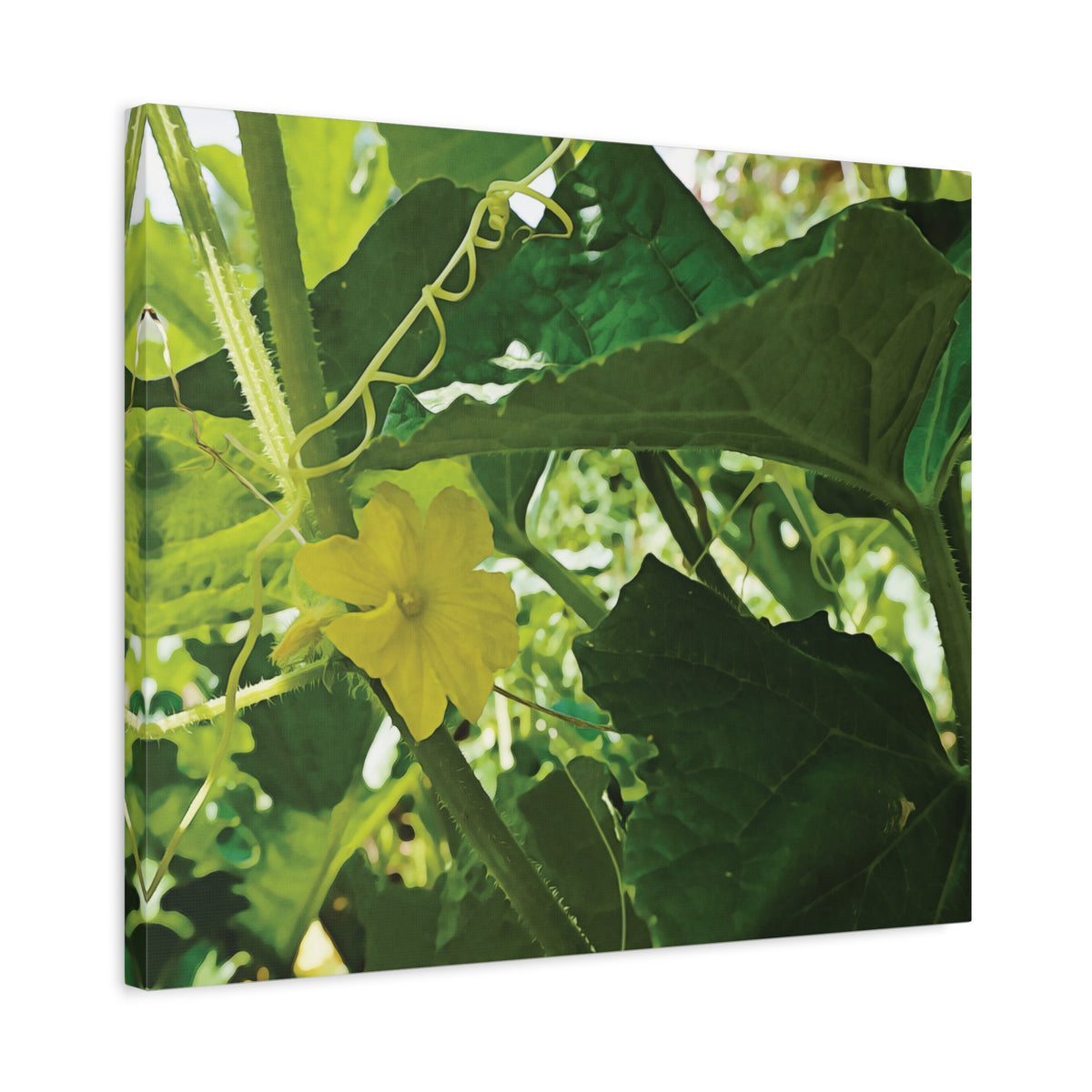 Stretched Matte Canvas - Flower of Cucumber