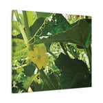 Stretched Matte Canvas - Flower of Cucumber