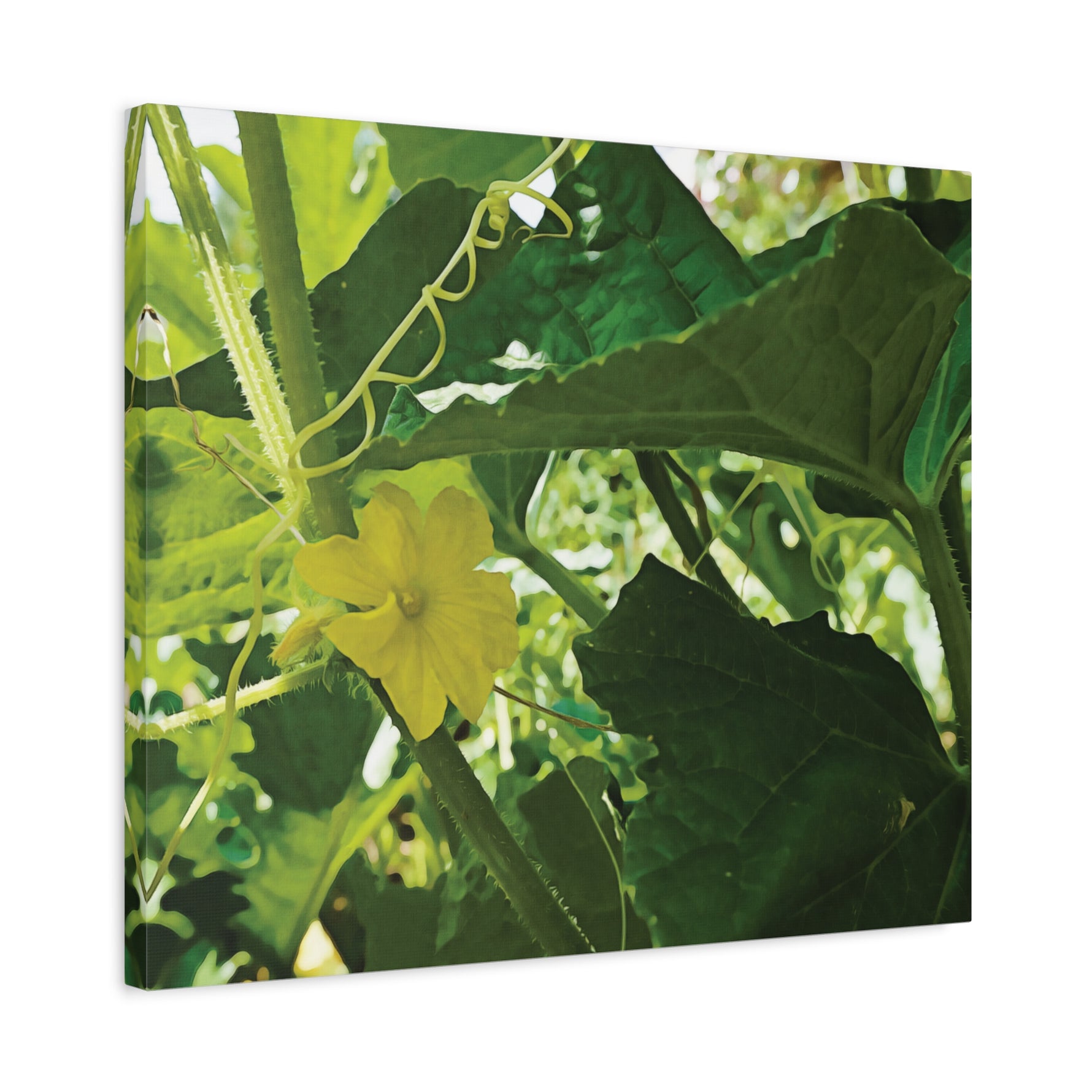 Stretched Matte Canvas - Flower of Cucumber
