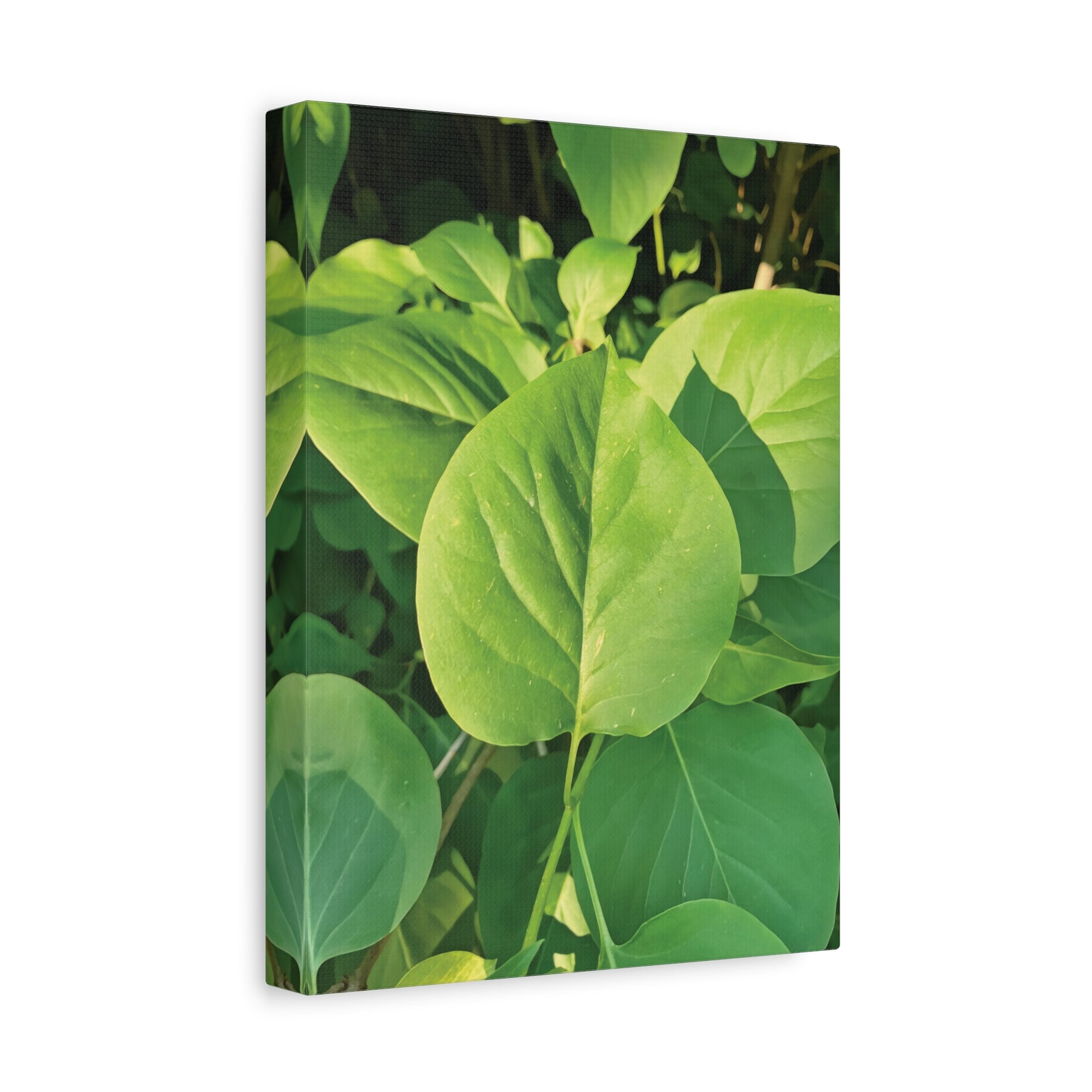 Stretched Matte Canvas - Syringa vulgaris Leaves
