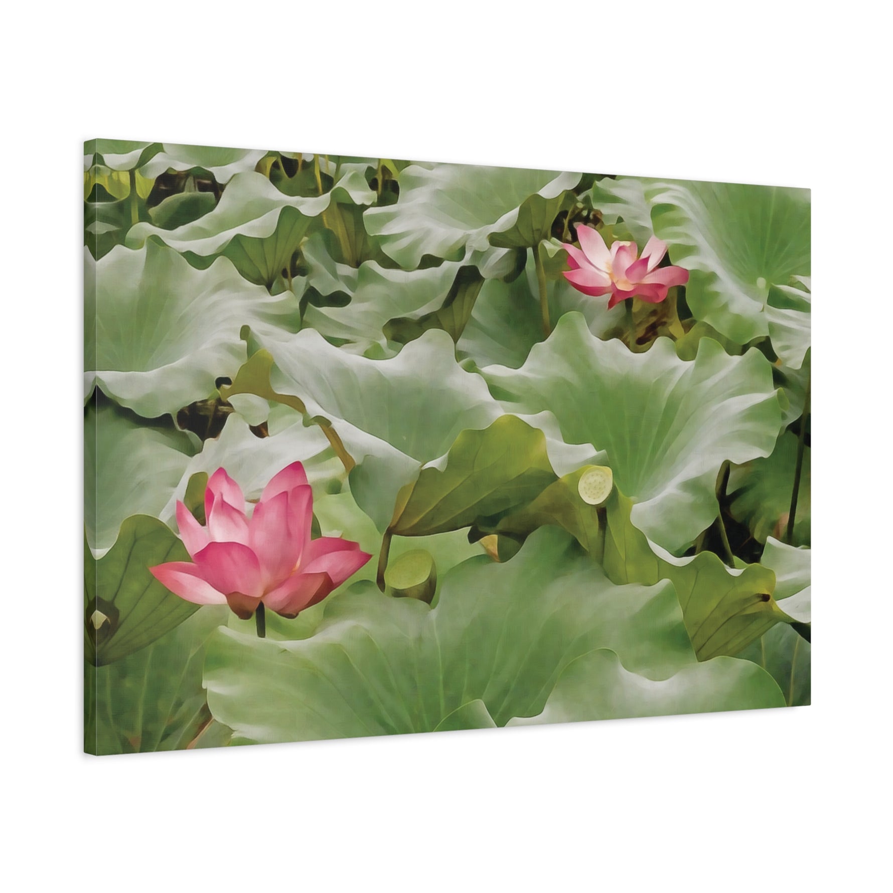 Stretched Matte Canvas - Flower of Lotus