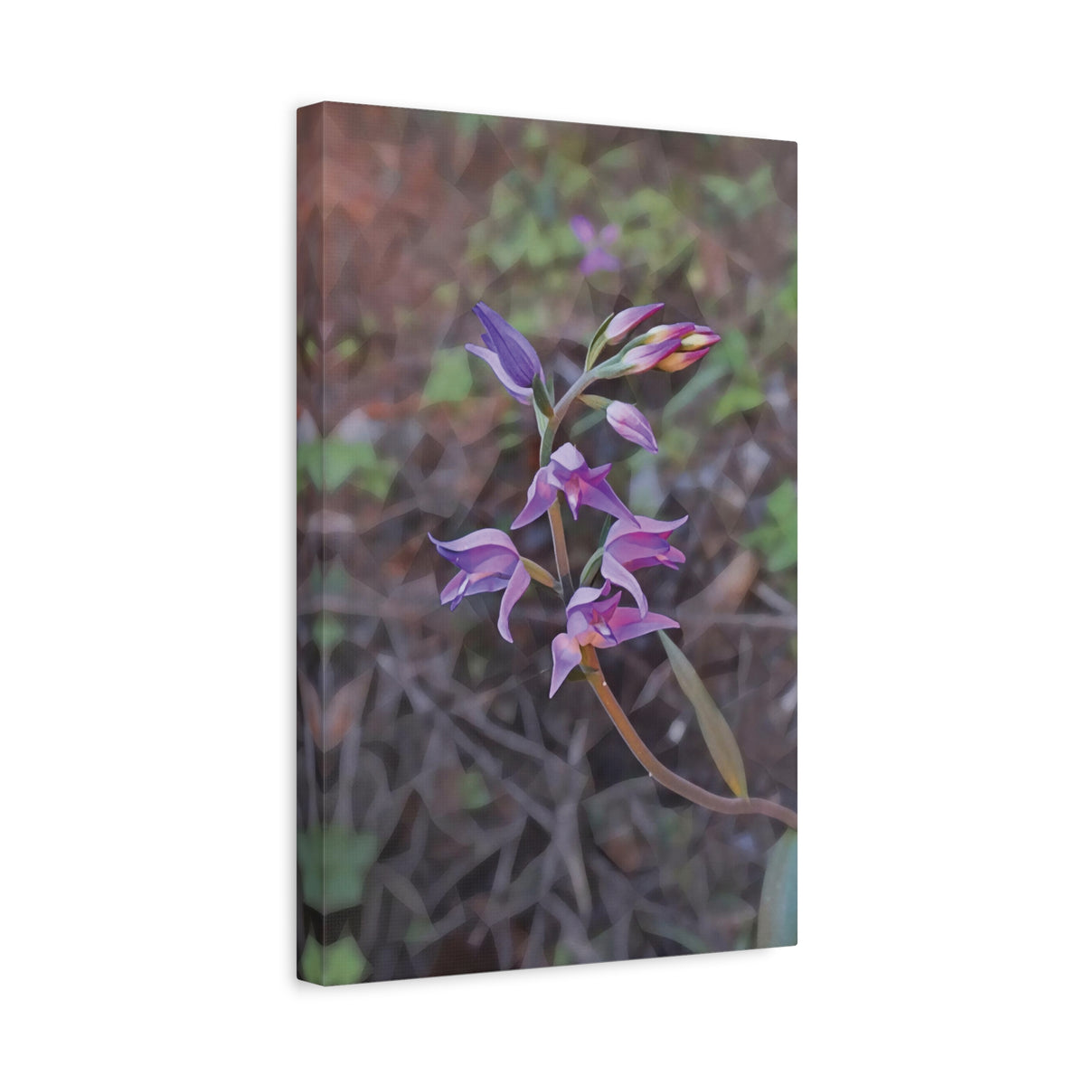 Stretched Matte Canvas - Poly Art - Flower of Cephalanthera Rubra
