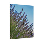 Stretched Matte Canvas - Flower of Lavender with Bombus Insect (Variant 1)