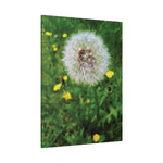 Stretched Matte Canvas - Flower of Dandelion