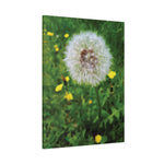 Stretched Matte Canvas - Flower of Dandelion