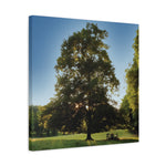 Stretched Matte Canvas - Tree in a lawn (Variant 1)