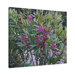 Stretched Matte Canvas - Flower of Oleander