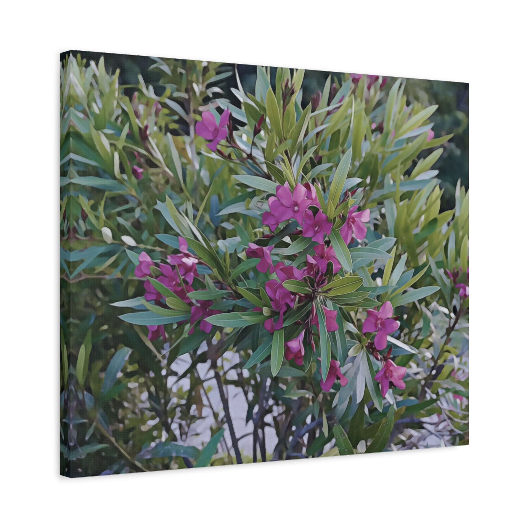 Stretched Matte Canvas - Flower of Oleander
