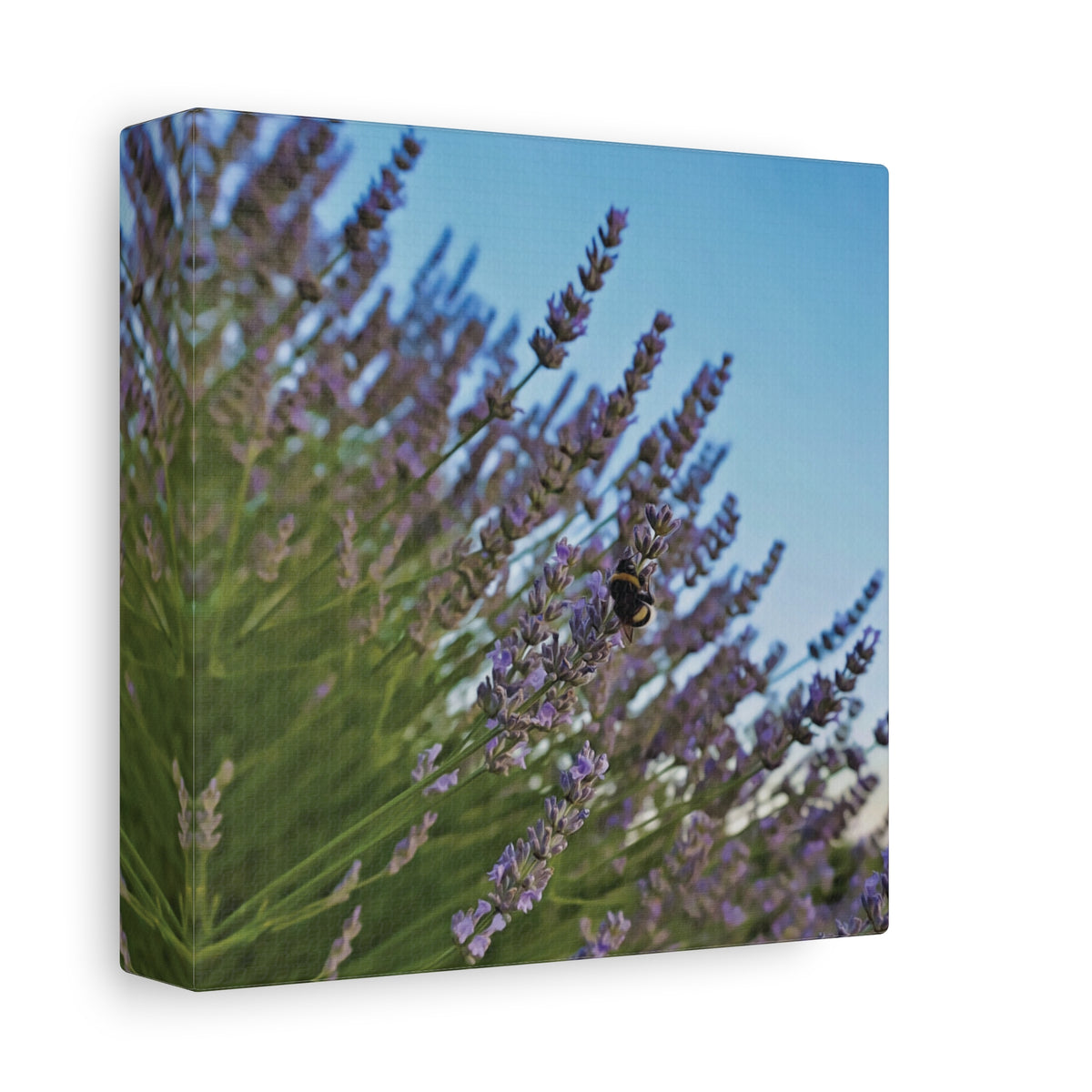 Stretched Matte Canvas - Flower of Lavender with Bombus Insect (Variant 1)