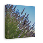 Stretched Matte Canvas - Flower of Lavender with Bombus Insect (Variant 1)