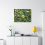 Stretched Matte Canvas - Flower of Crisantemo Campestre (Glebionis Segetum)