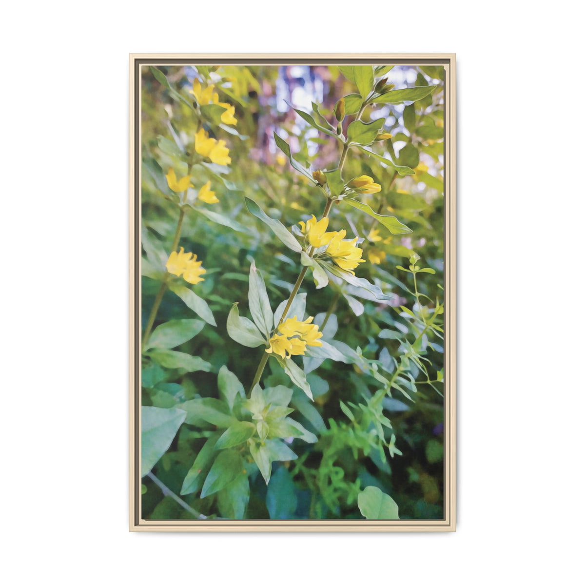 Lysimachia | Framed Canvas