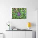 Stretched Matte Canvas - Flower of Vinca Major