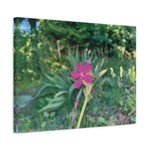 Stretched Matte Canvas - Flower of Silene Dioica (Variant 2)