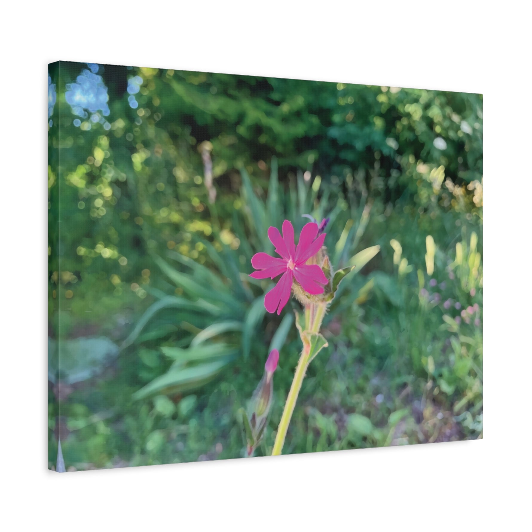 Stretched Matte Canvas - Flower of Silene Dioica (Variant 2)