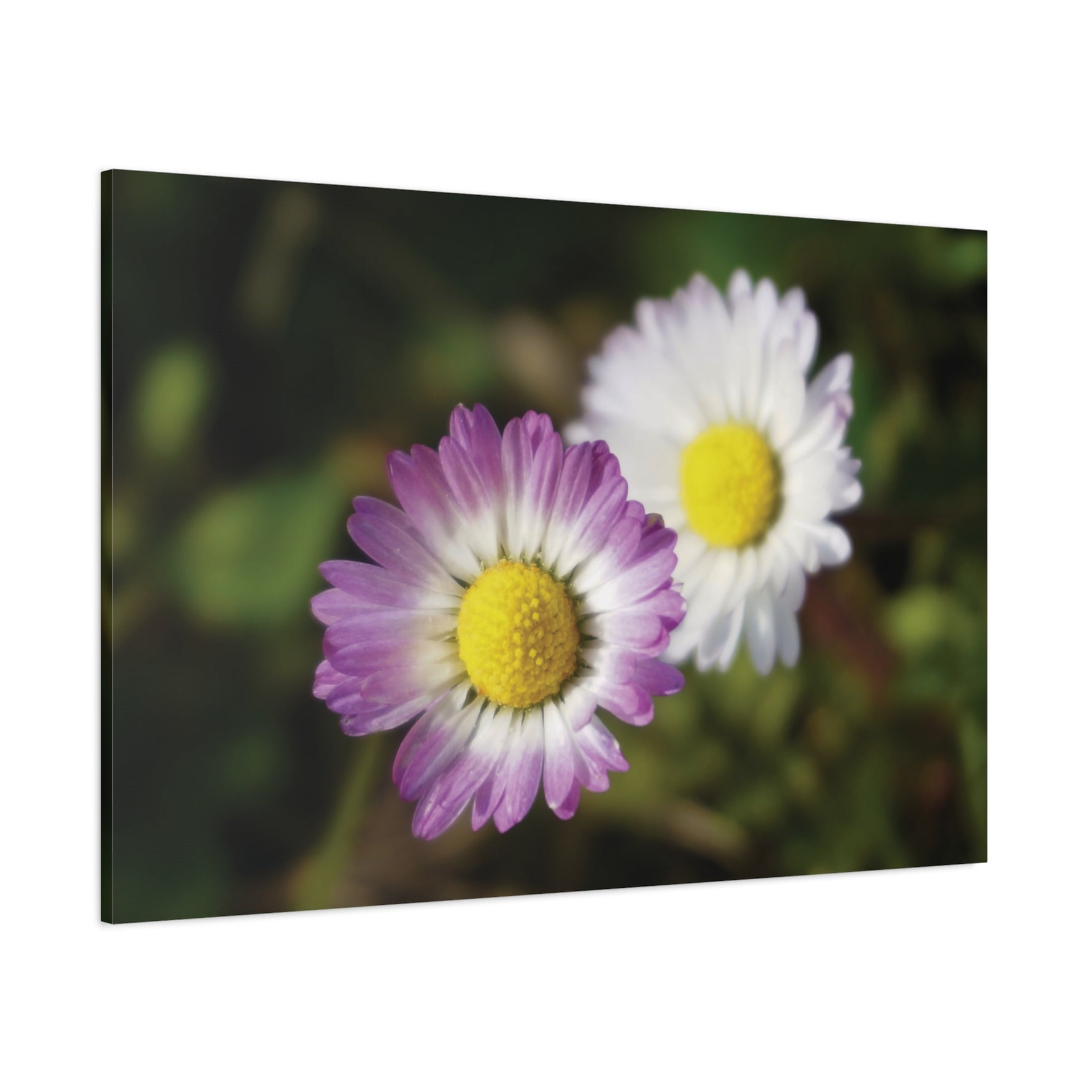 Stretched Matte Canvas - Flower of Daisies