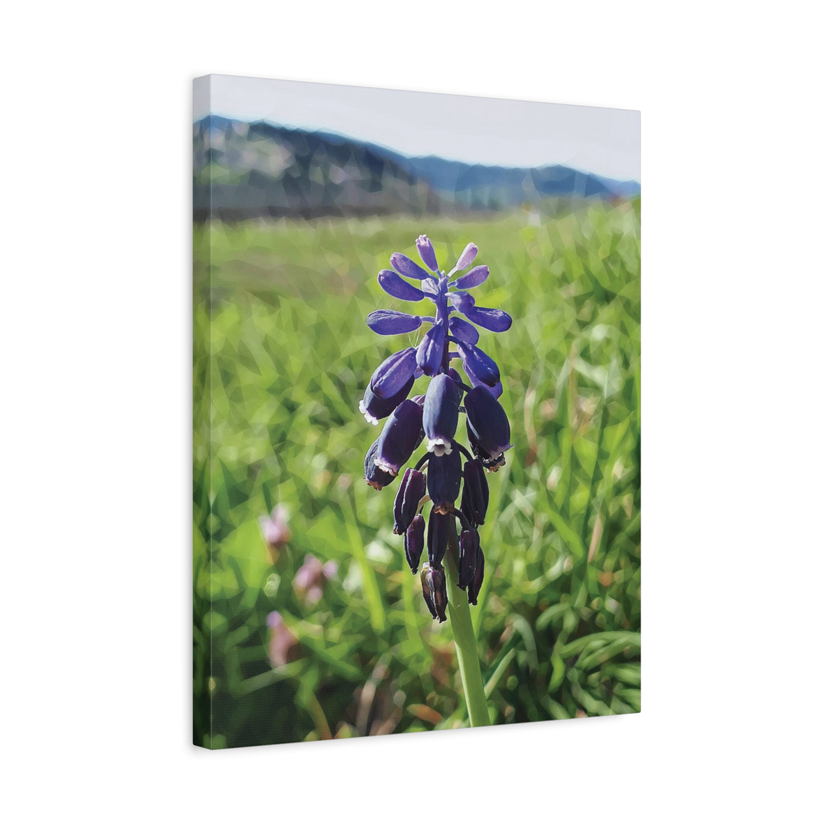 Stretched Matte Canvas - Poly Art - Flower of Muscari