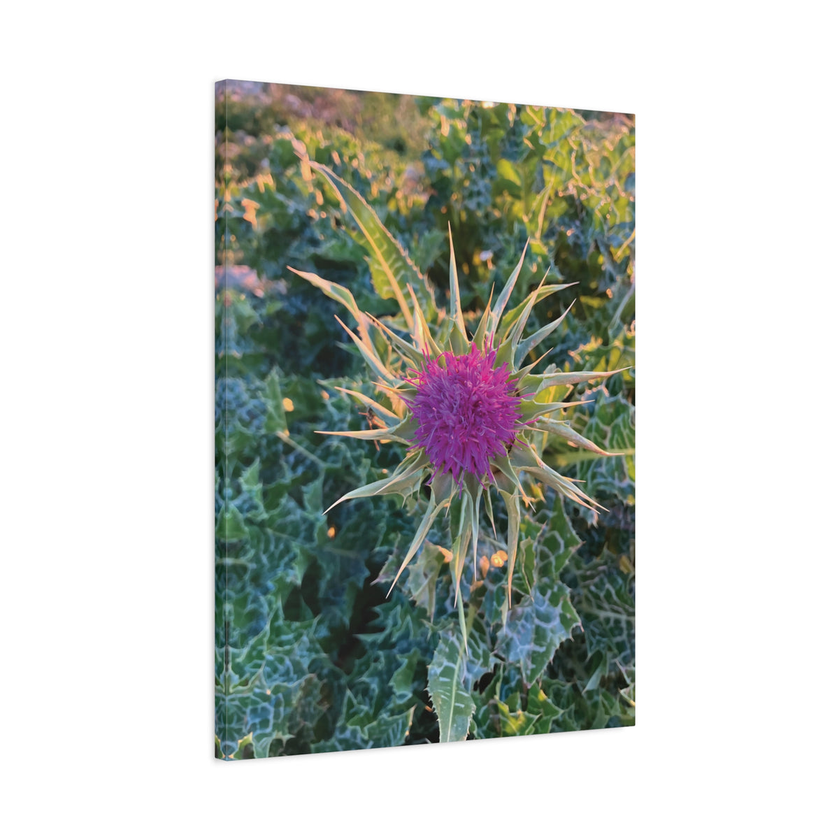 Stretched Matte Canvas - Flower of Silybum Marianum