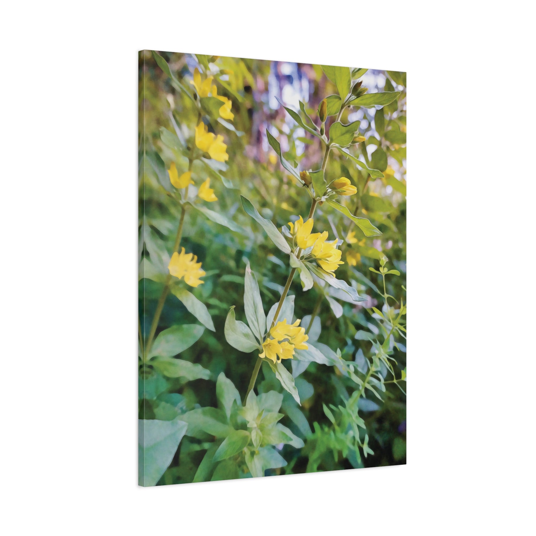 Stretched Matte Canvas - Flower of Lysimachia