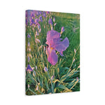 Stretched Matte Canvas - Flower of Iris