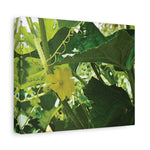 Stretched Matte Canvas - Flower of Cucumber