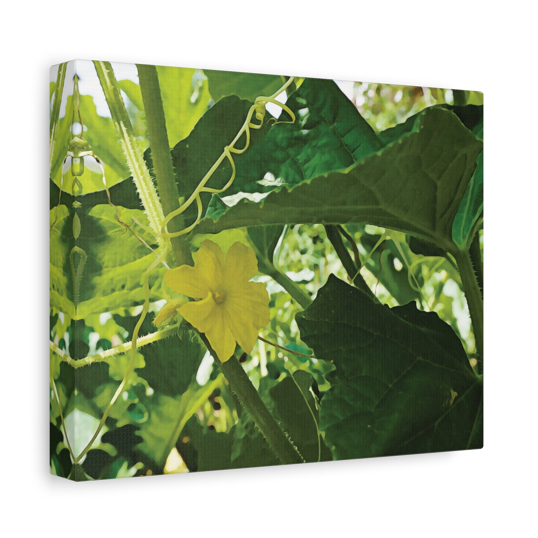 Stretched Matte Canvas - Flower of Cucumber