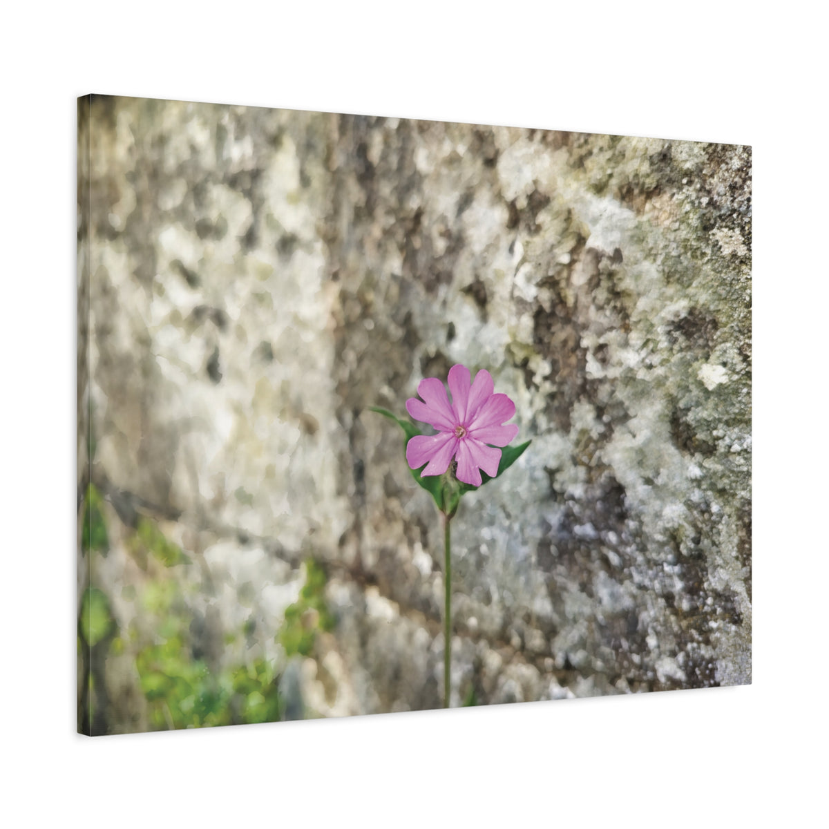 Stretched Matte Canvas - Flower of Silene Dioica (Variant 1)