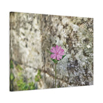 Stretched Matte Canvas - Flower of Silene Dioica (Variant 1)