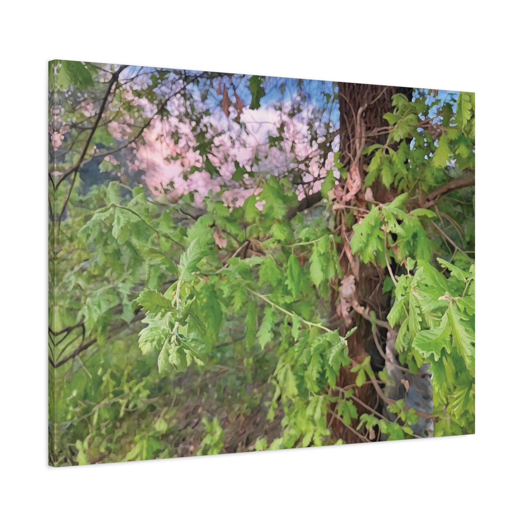 Stretched Matte Canvas - Tree of Holodiscus Dumosus