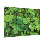 Stretched Matte Canvas - Flower of Geranium Lucidum