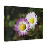 Stretched Matte Canvas - Flower of Daisies