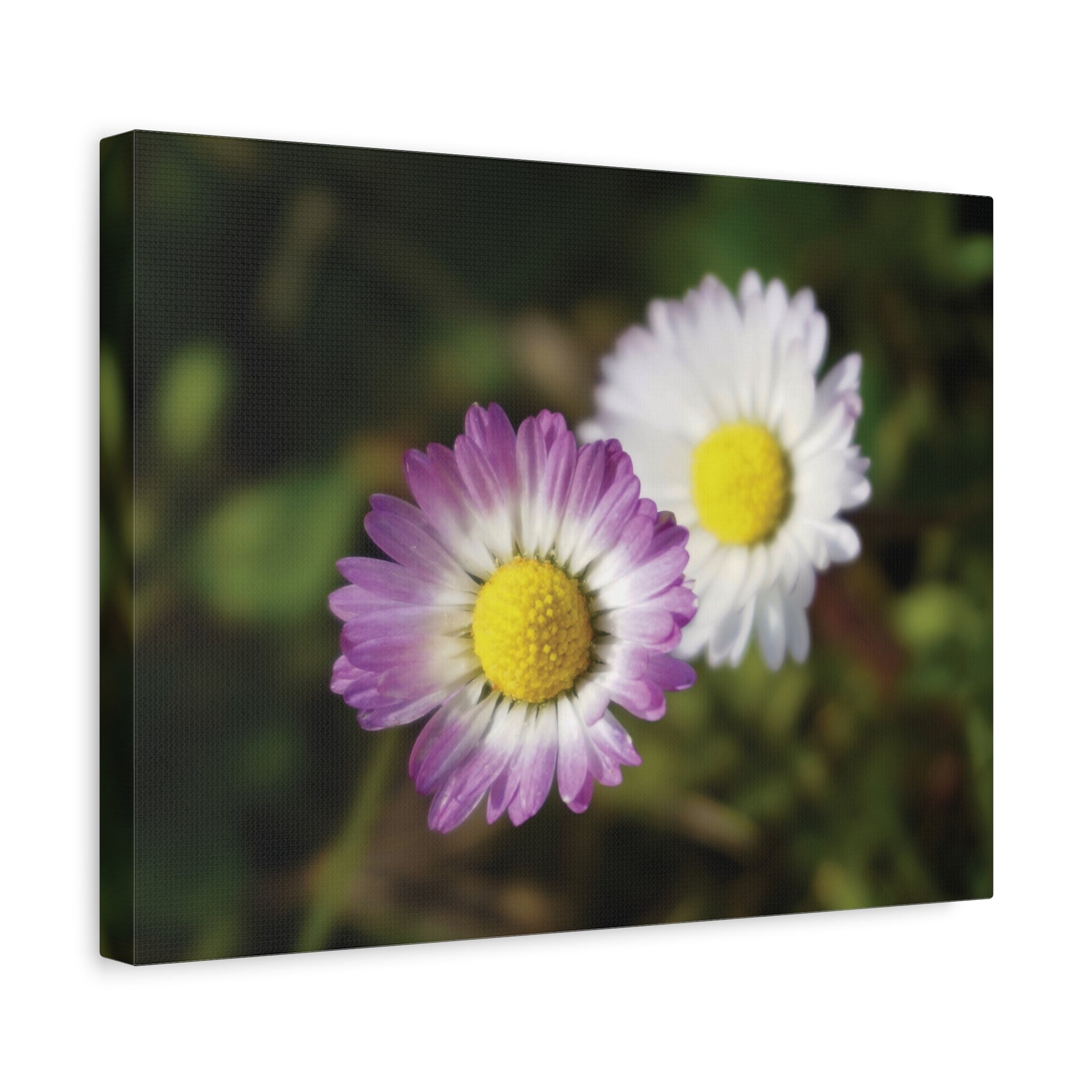 Stretched Matte Canvas - Flower of Daisies