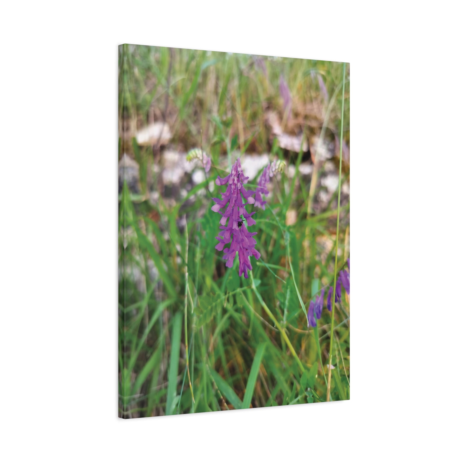 Stretched Matte Canvas - Flower of Vicia