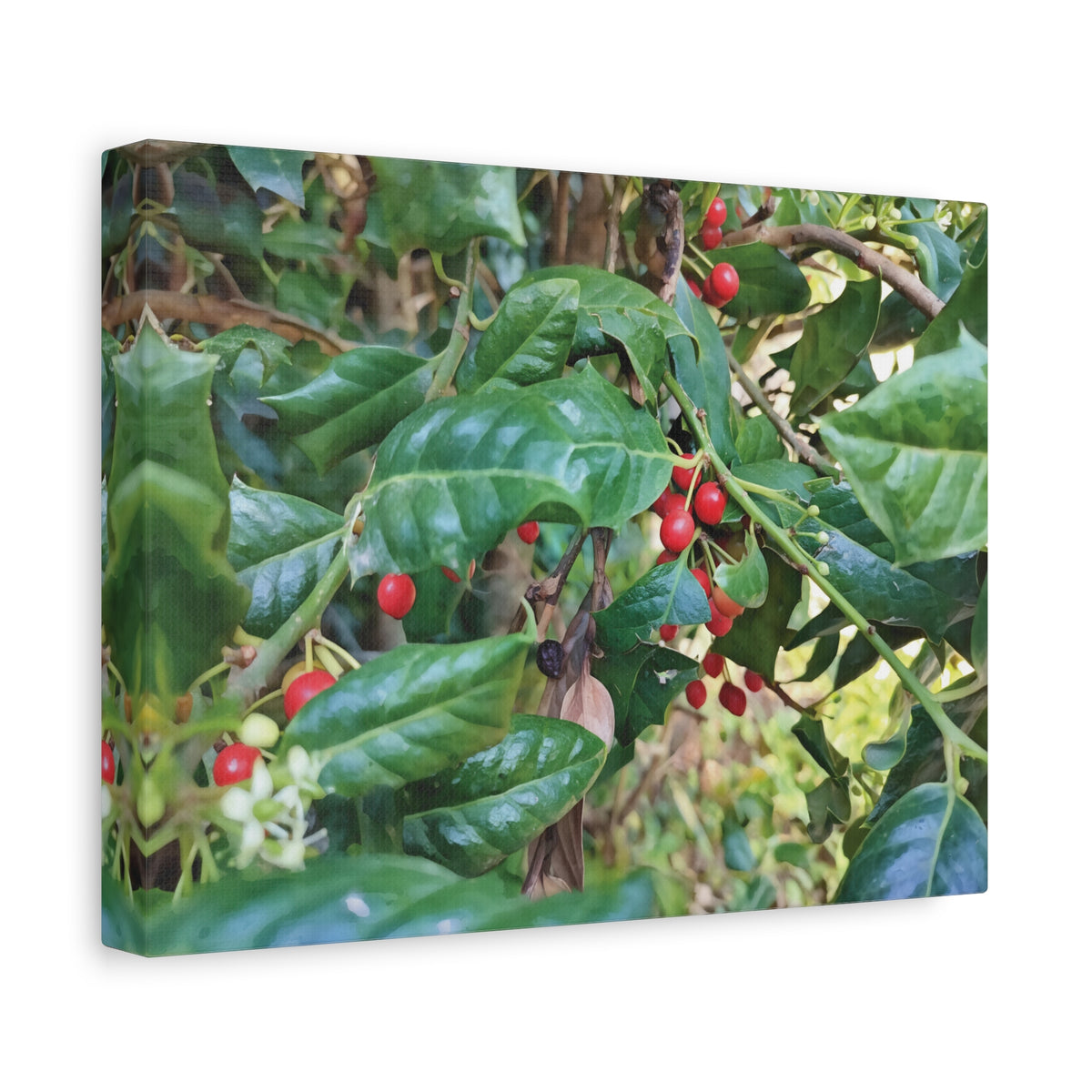 Stretched Matte Canvas - Ilex Aquifolium