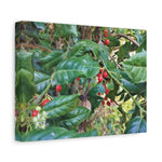 Stretched Matte Canvas - Ilex Aquifolium