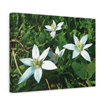 Stretched Matte Canvas - Flower of Ornithogalum