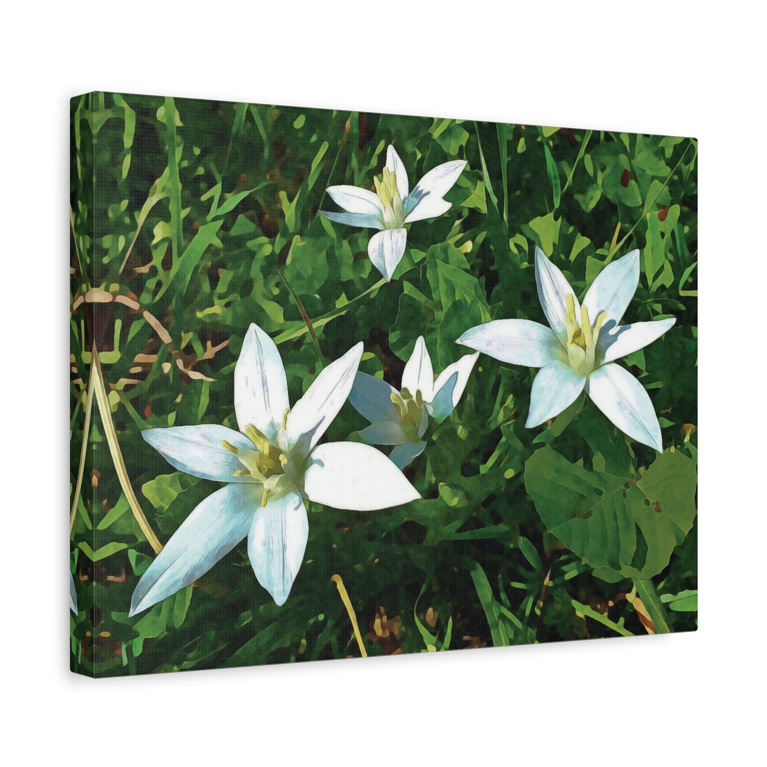 Stretched Matte Canvas - Flower of Ornithogalum