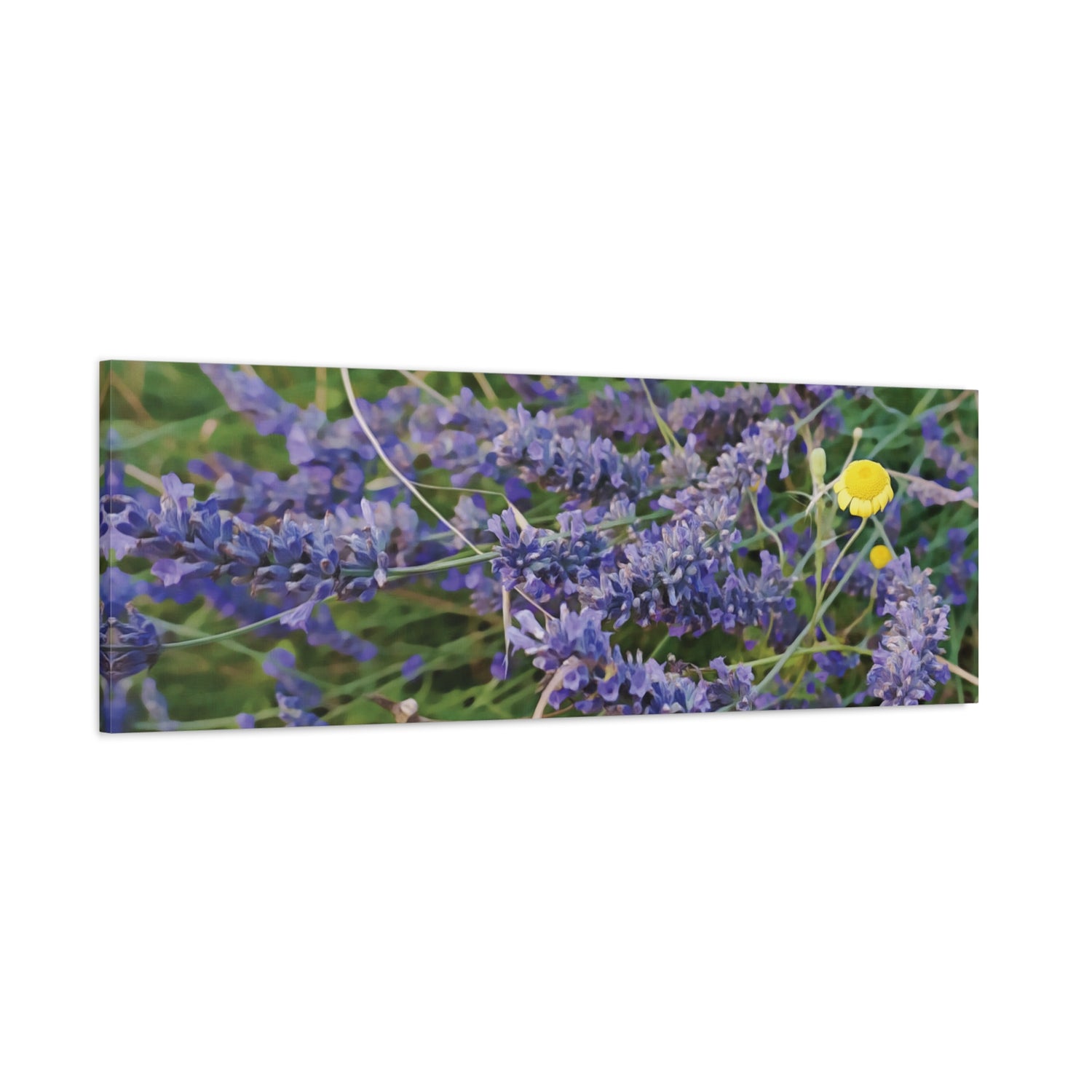 Stretched Matte Canvas - Flower of Lavender and Chamomile